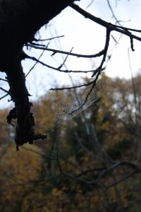 Appennino Tosco -Emiliano