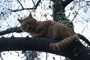 Appennino Tosco -Emiliano