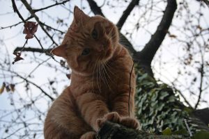 Appennino Tosco - Emiliano