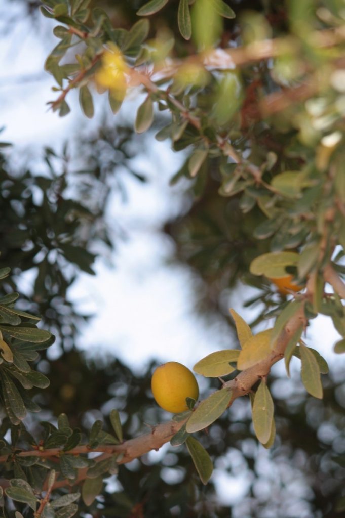 Festival International du Cinema et la Mer