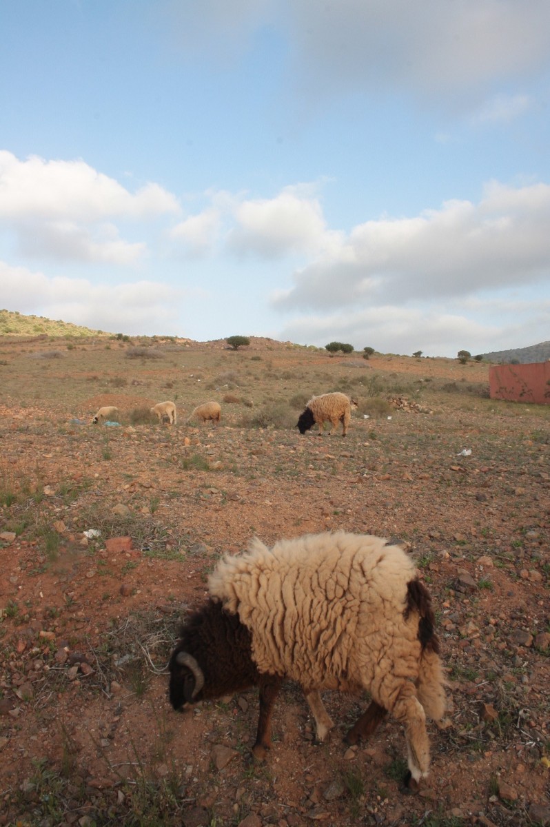 Festival International du Cinema et la Mer