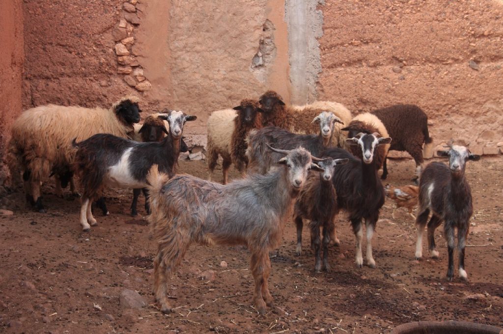 Invito a pranzo in Marocco