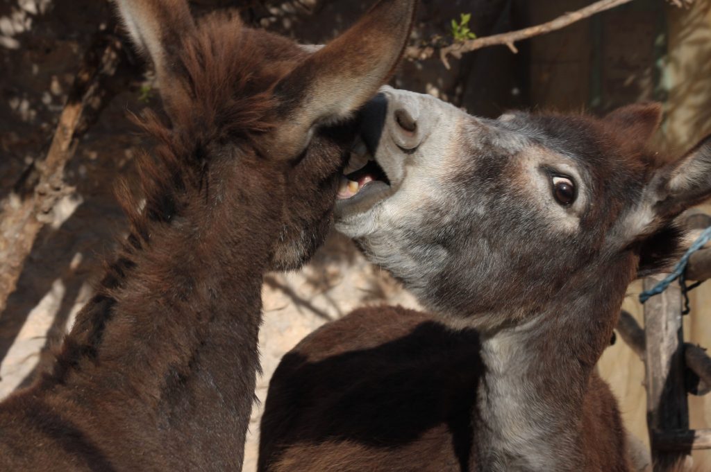 Tessa e la sua famiglia