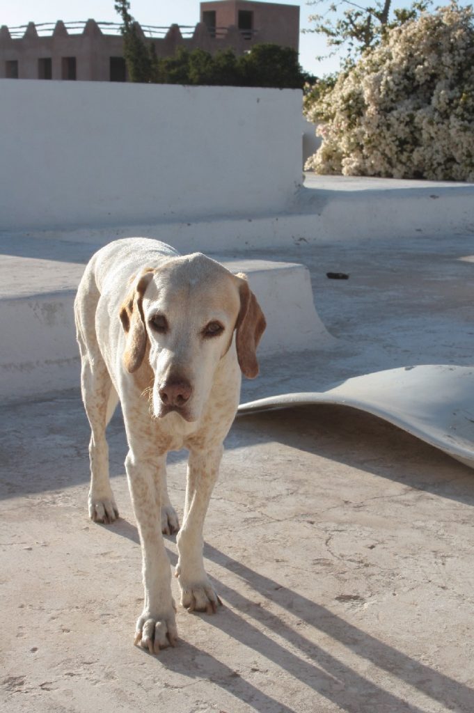 Tessa e la sua famiglia animale