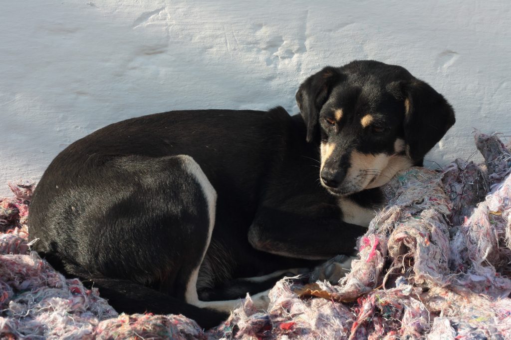 Tessa e la sua famiglia animale