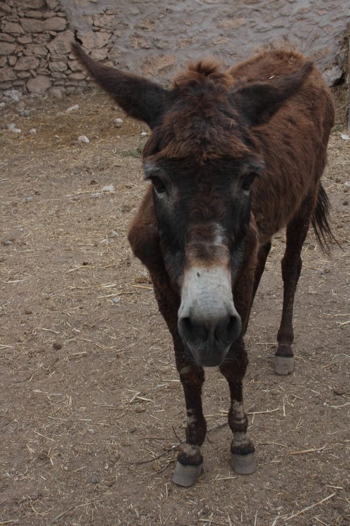 Tessa e la sua famiglia animale