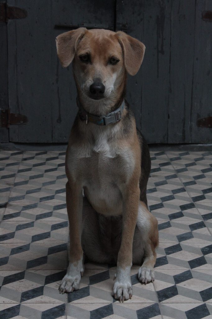 Tessa e la sua famiglia animale