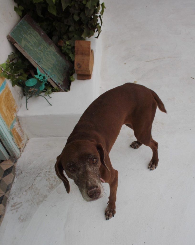 Tessa e la sua famiglia animale