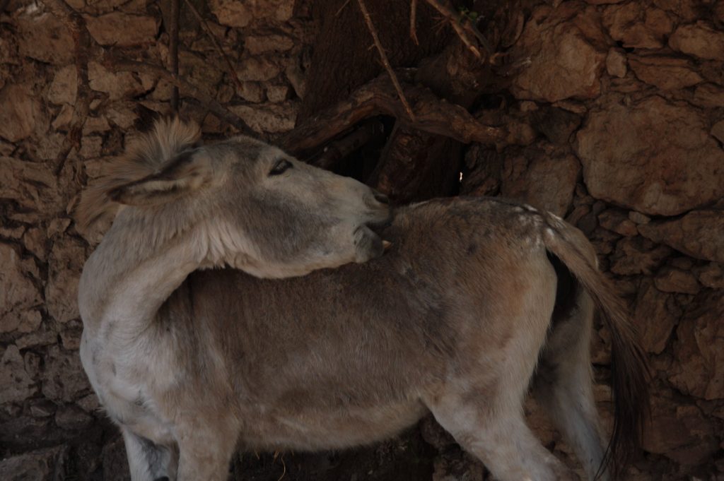 Tessa e la sua famiglia animale
