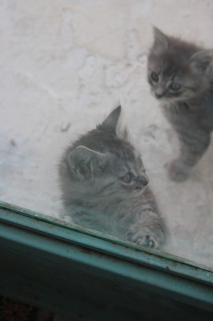 Tessa e la sua famiglia animale