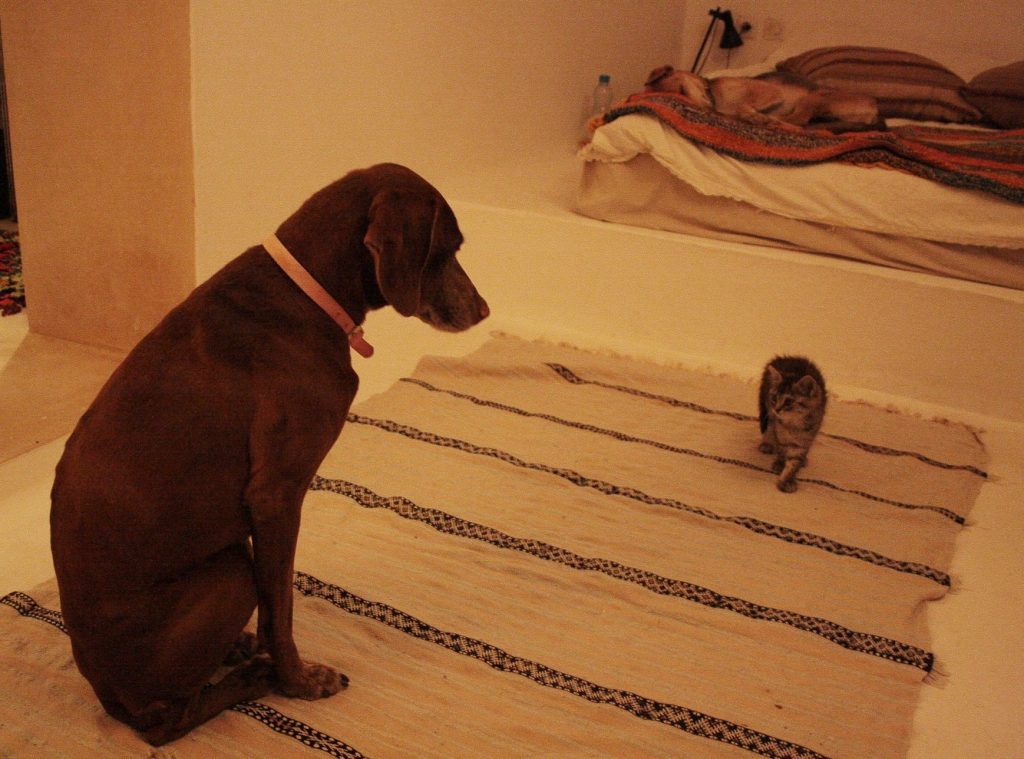 Tessa e la sua famiglia animale