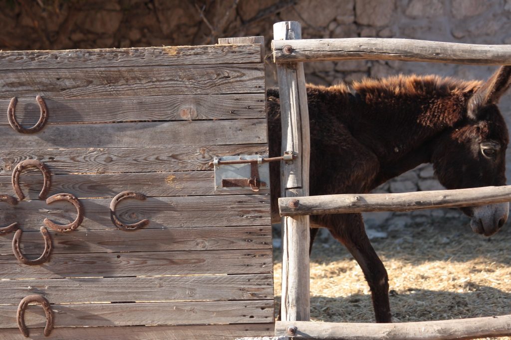 Tessa e la sua famiglia animale