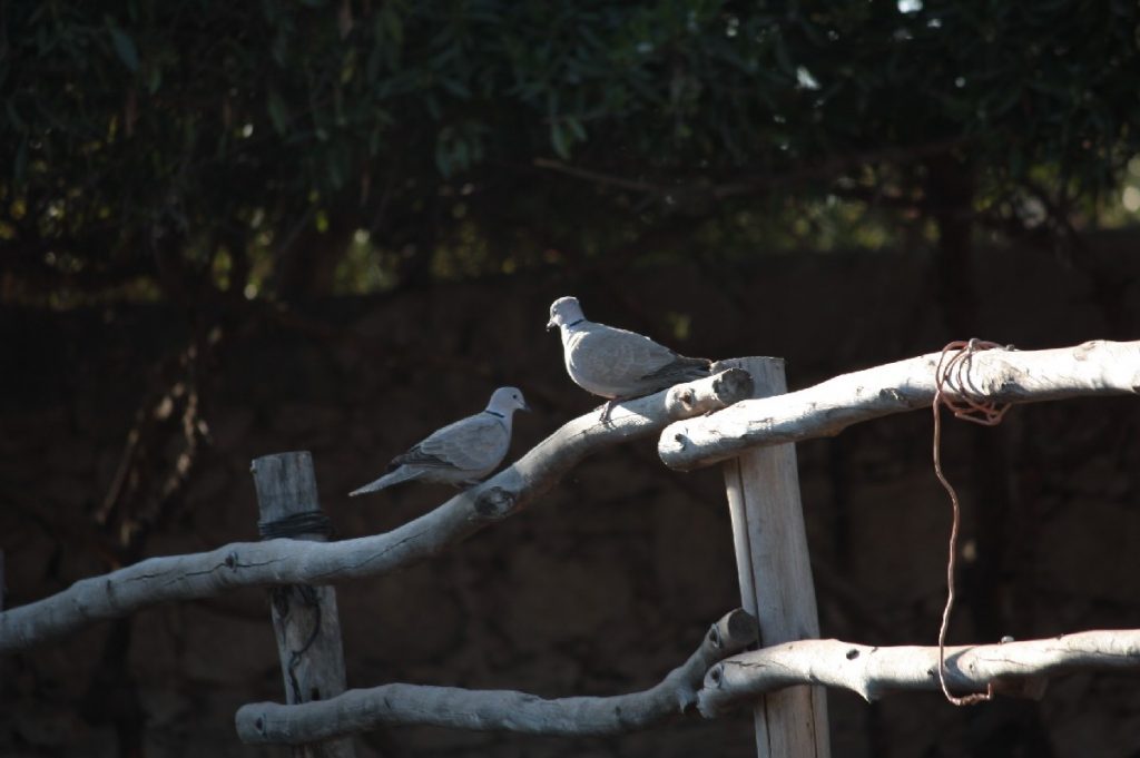 Tessa e la sua famiglia animale