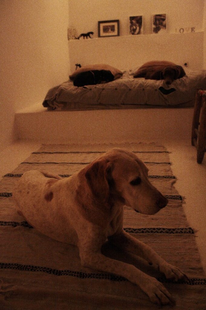 Tessa e la sua famiglia animale