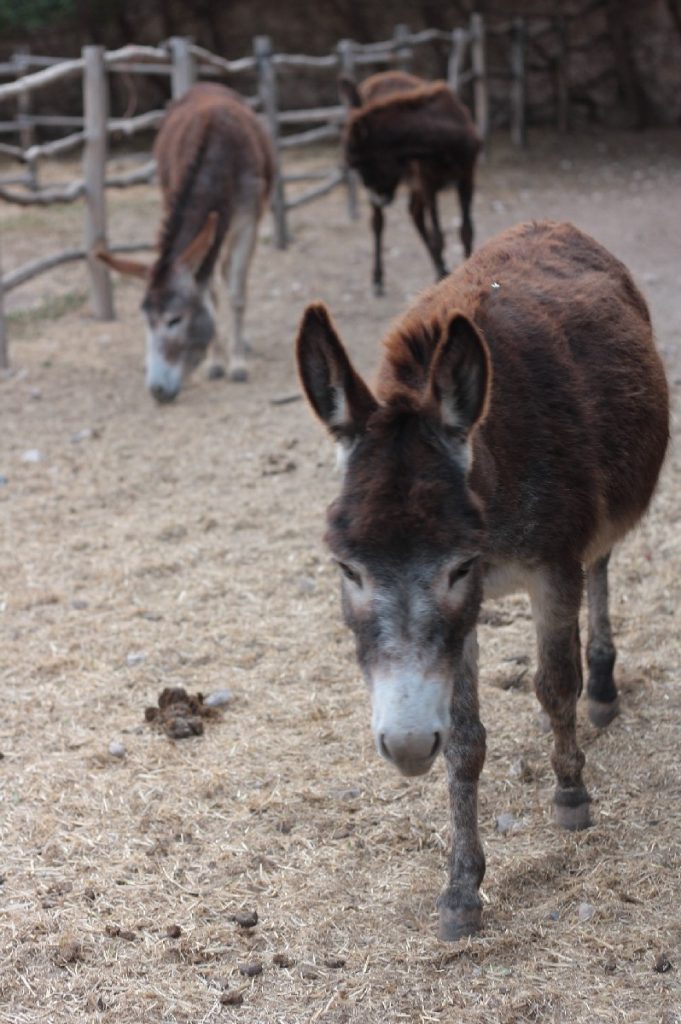 Tessa e la sua famiglia animale