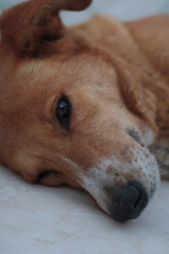 Tessa e la sua famiglia animale