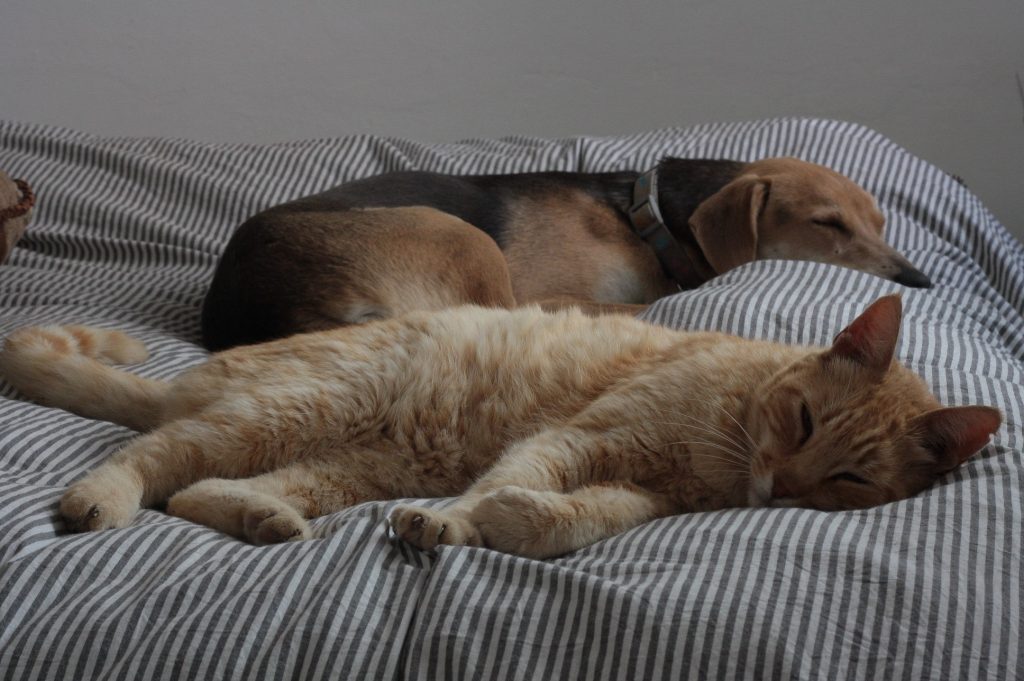 Tessa e la sua famiglia animale