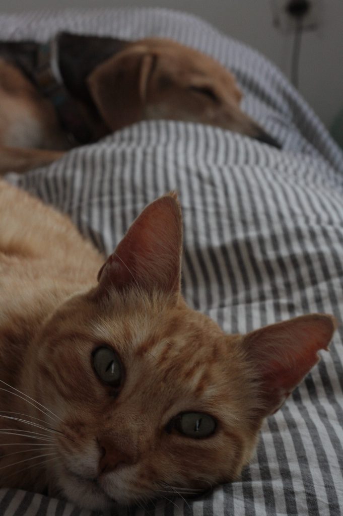 Tessa e la sua famiglia animale