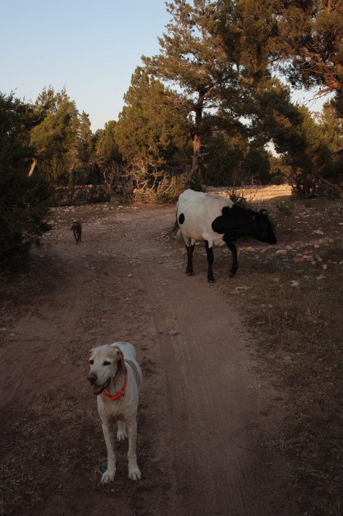 Tessa e la sua famiglia animale