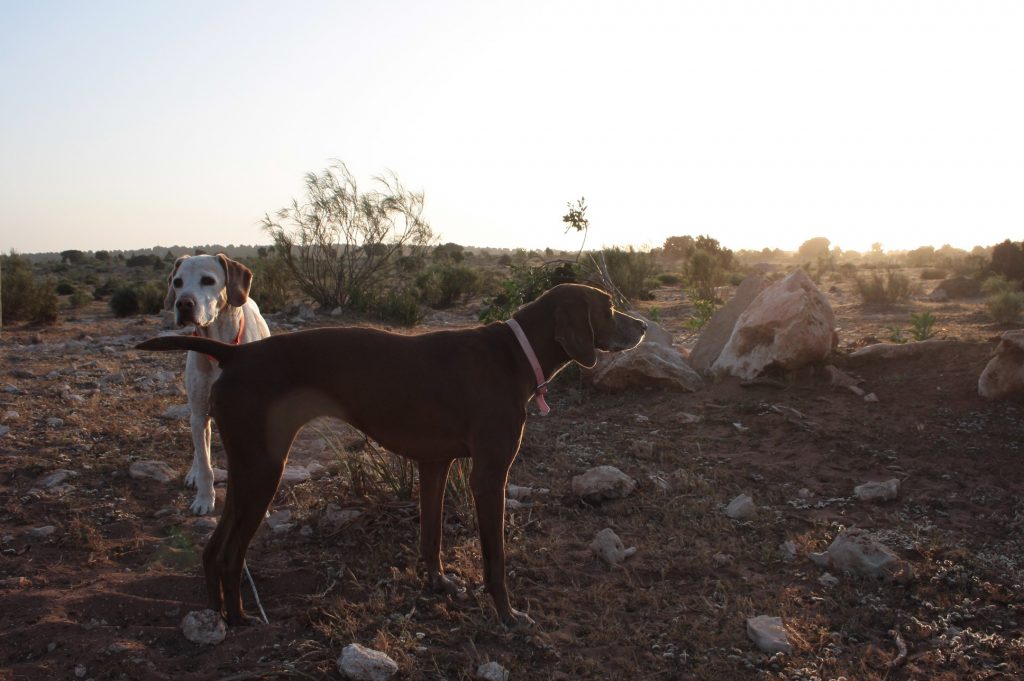 Tessa e la sua famiglia animale