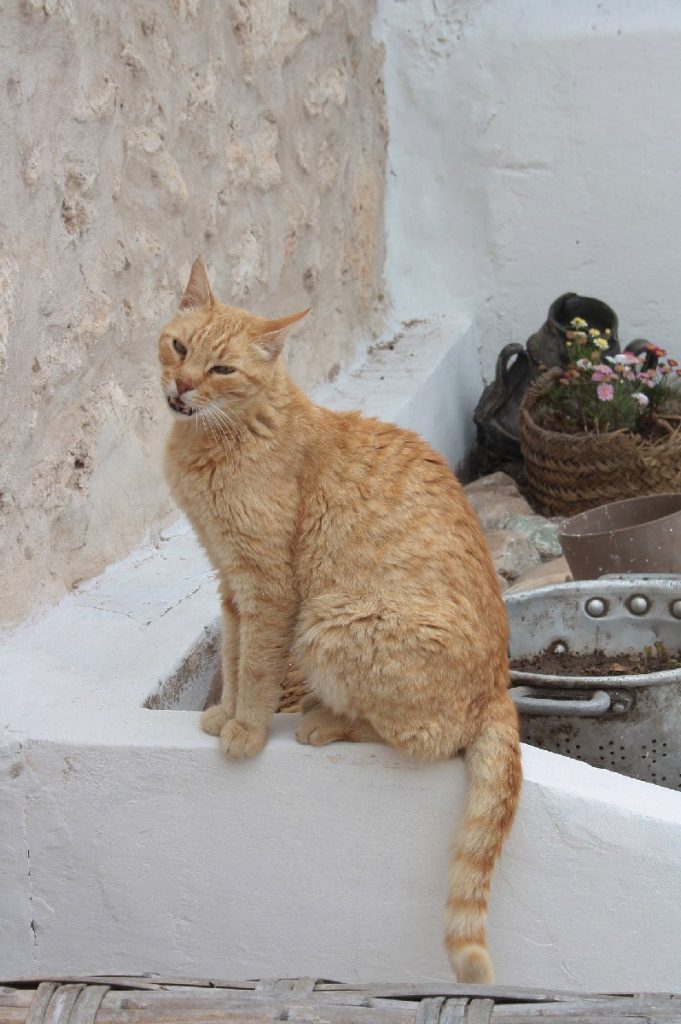 Tessa e la sua famiglia animale