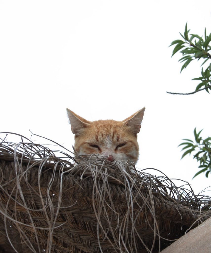 Tessa e la sua famiglia animale