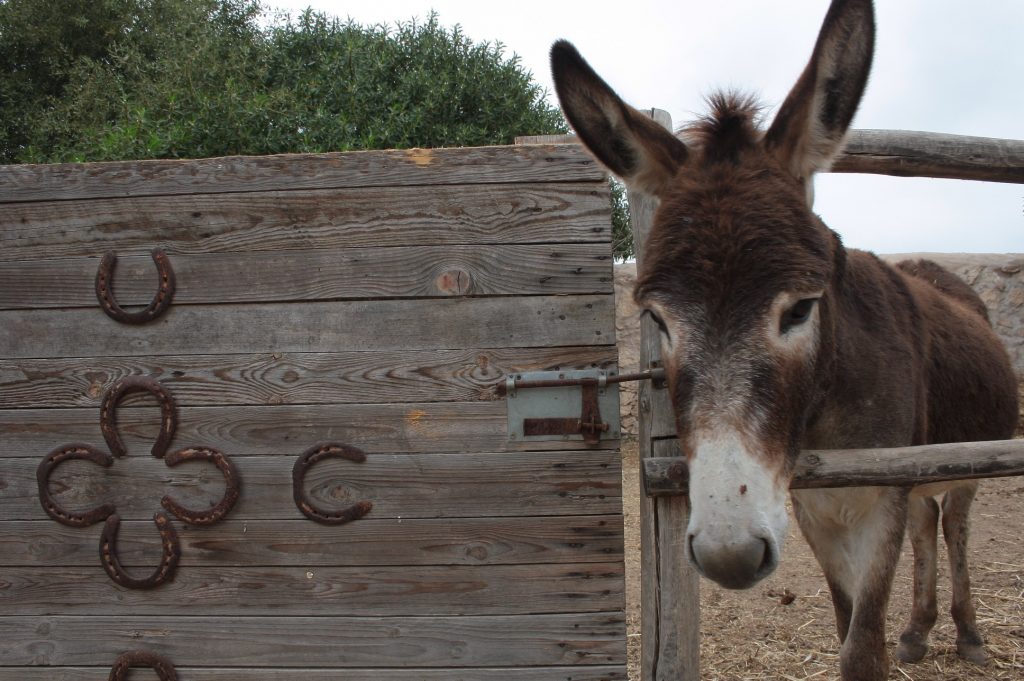 Tessa e la sua famiglia animale