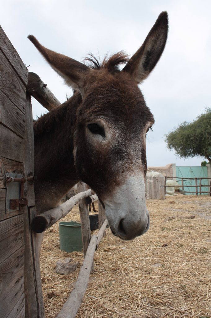 Tessa e la sua famiglia animale