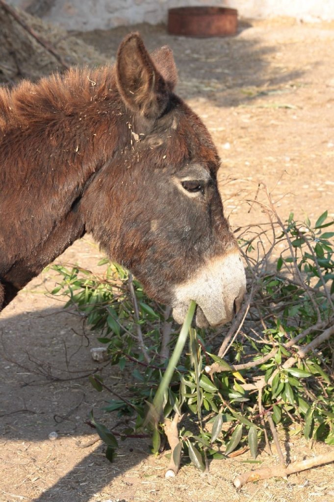 Tessa e la sua famiglia animale
