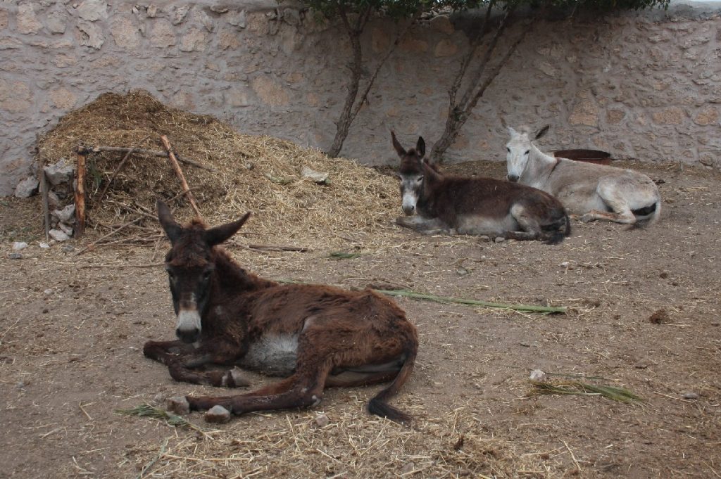 Tessa e la sua famiglia animale