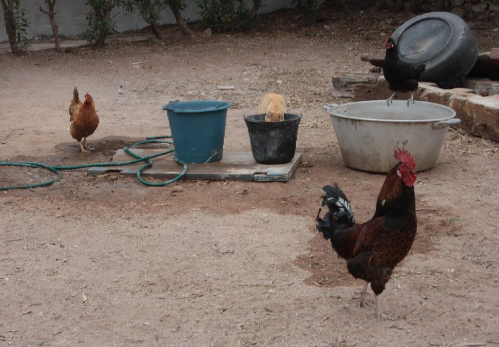 Tessa e la sua famiglia animale