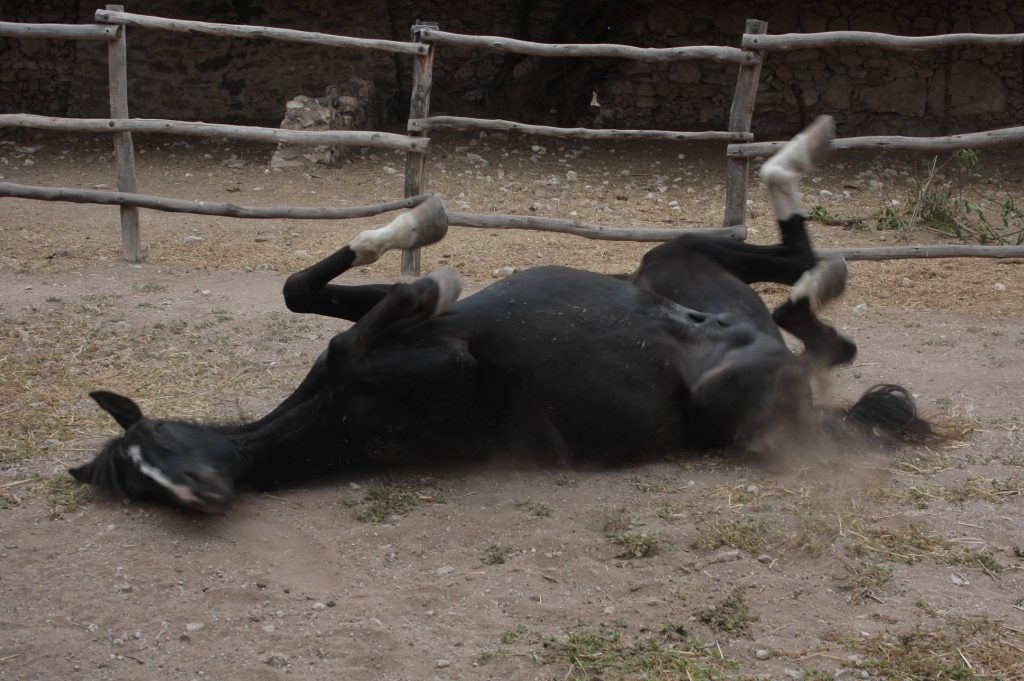 Tessa e la sua famiglia animale