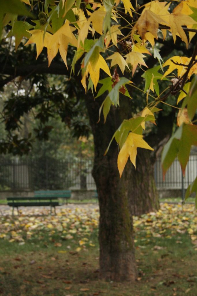 Autunno a Milano