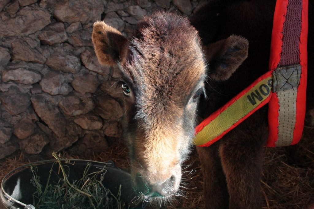 Tessa e la sua famiglia animale