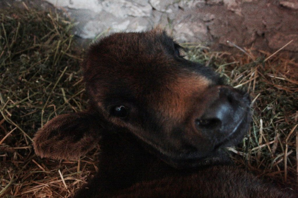 Tessa e la sua famiglia animale