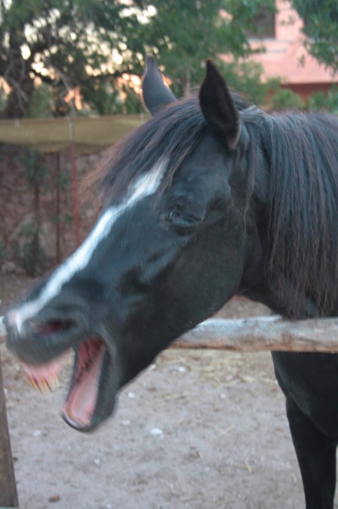 Tessa e la sua famiglia animale