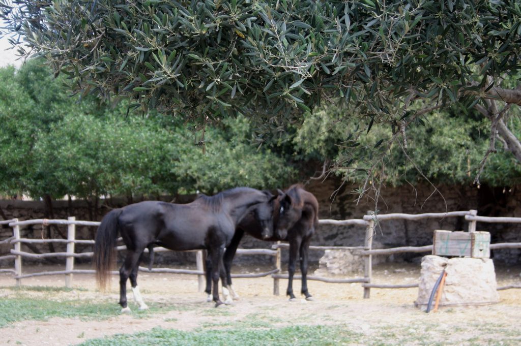 Tessa e la sua famiglia animale