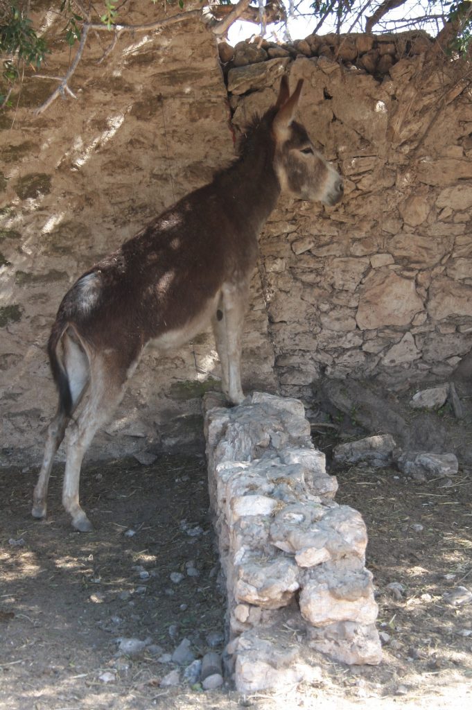 Tessa e la sua famiglia animale