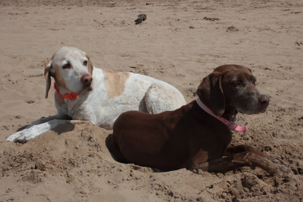 Tessa e la sua famiglia animale