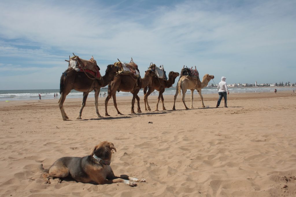 Tessa e la sua famiglia animale