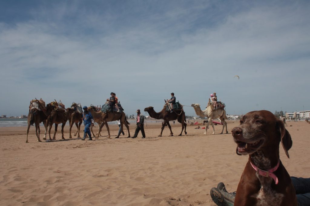 Tessa e la sua famiglia animale