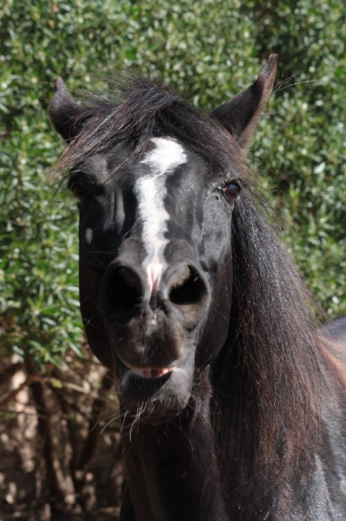 Tessa e la sua famiglia animale