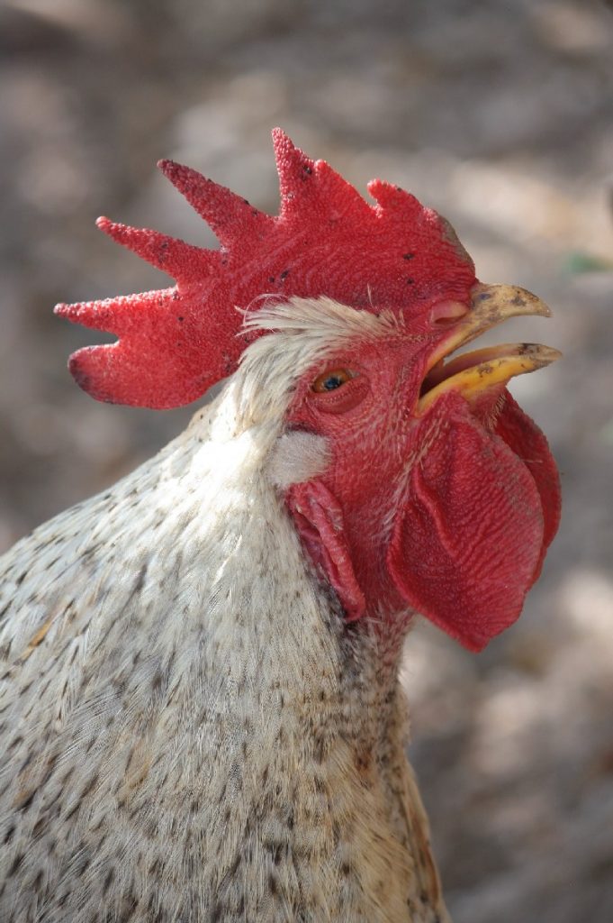 Tessa e la sua famiglia animale