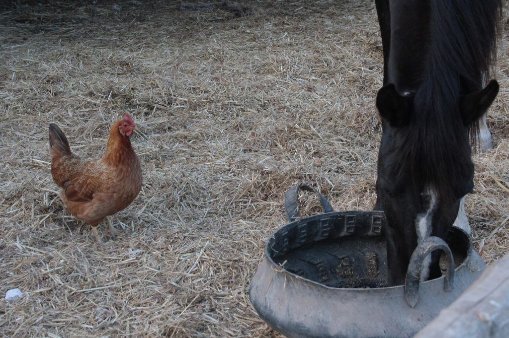 Tessa e la sua famiglia animale