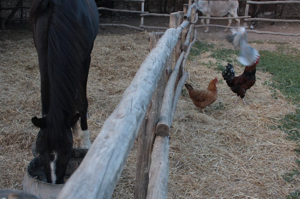 Tessa e la sua famiglia animale
