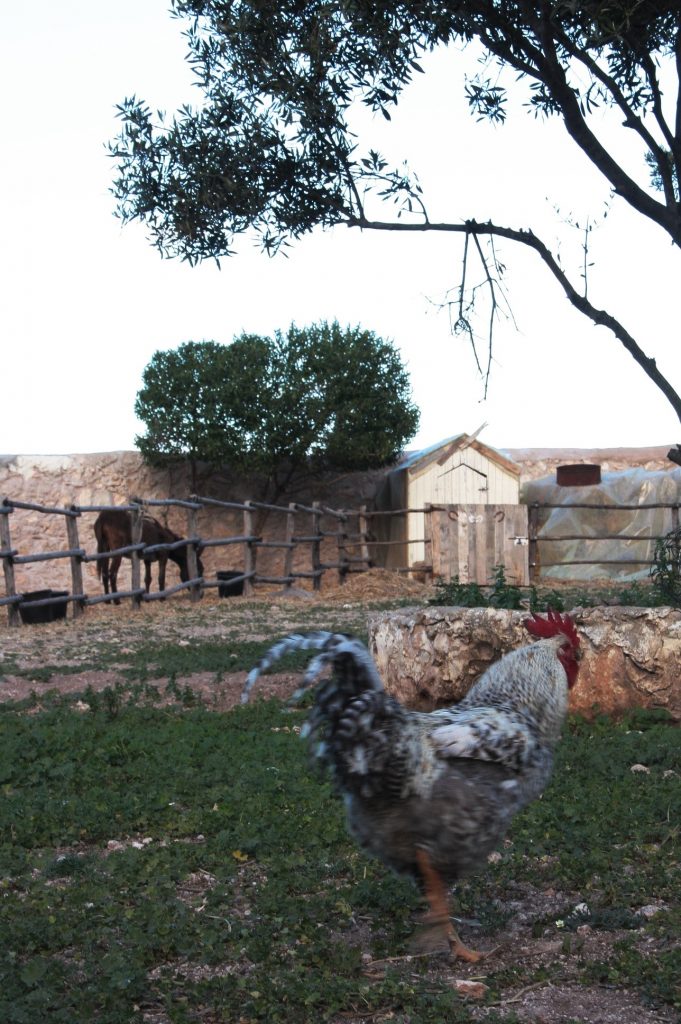 Tessa e la sua famiglia animale