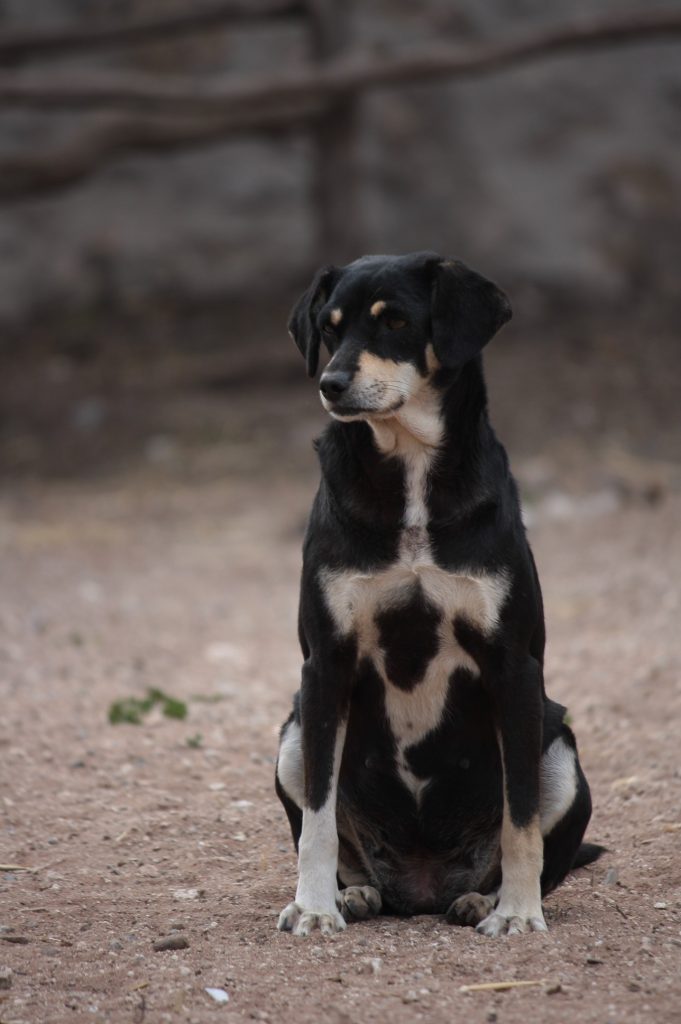 Tessa e la sua famiglia animale