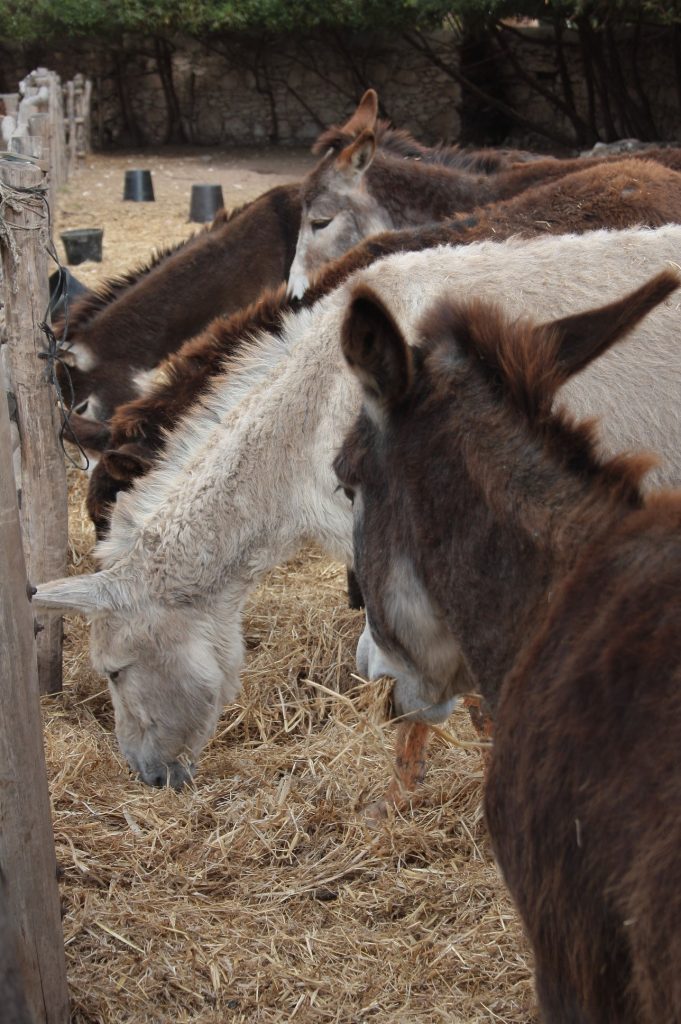 Tessa e la sua famiglia animale
