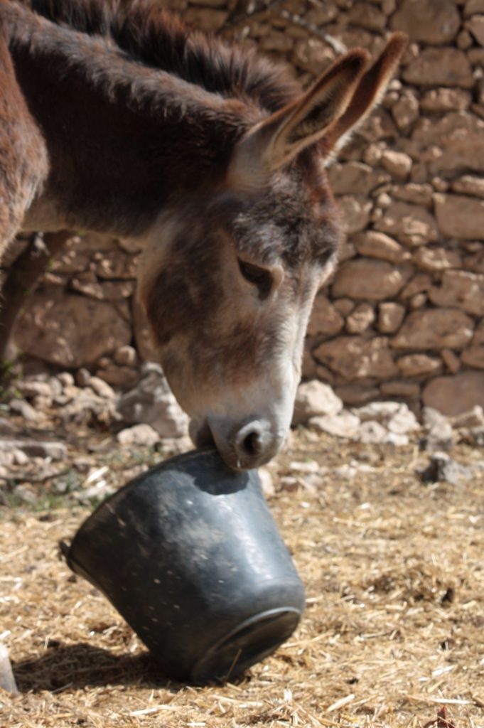 Tessa e la sua famiglia animale