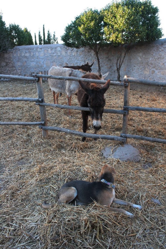 Tessa e la sua famiglia animale